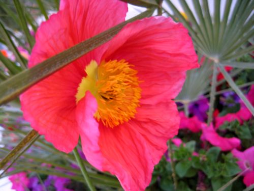 Trip_to_palm_springs_018
