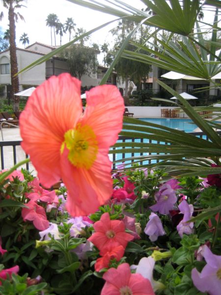Trip_to_palm_springs_029